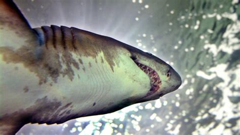 shark lagoon twitter|Young shark found stabbed on Marshfield beach Saturday, scientist says.